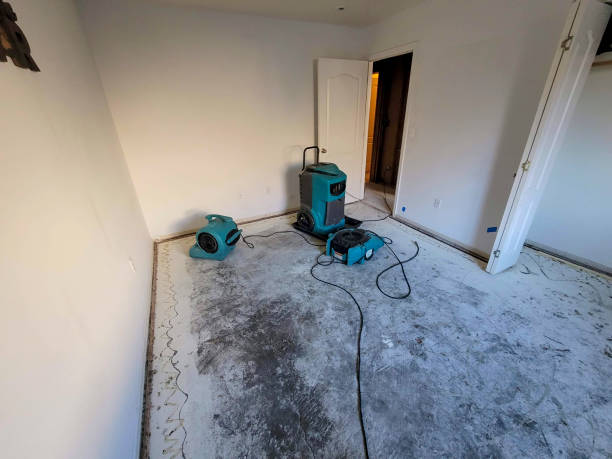 Best Mold removal after water damage  in Ransomville, NY